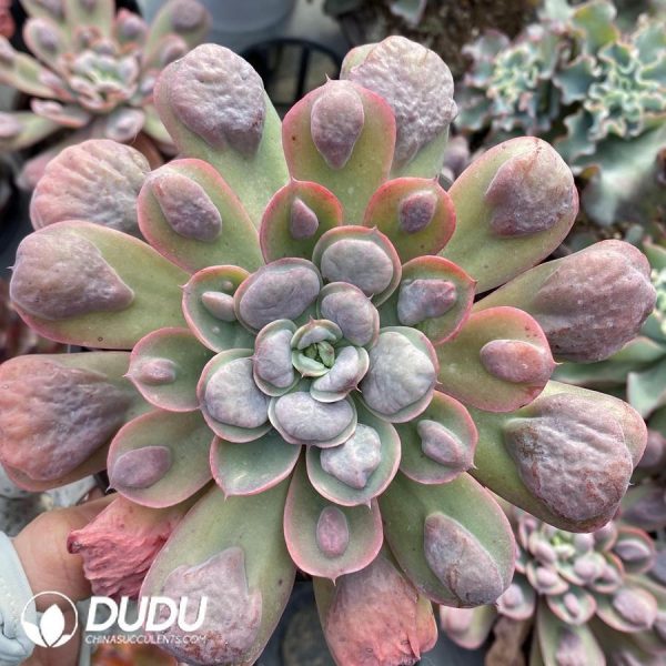Echeveria Raindrop - Image 1