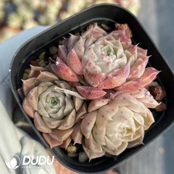 Echeveria Midget Crabapple - Image 1