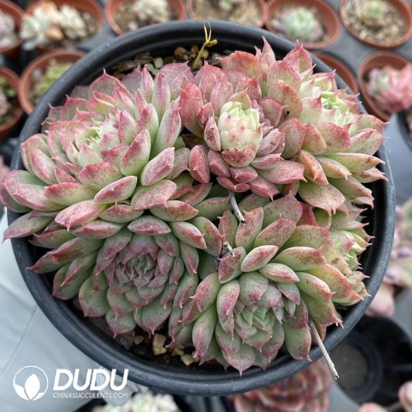 Echeveria Midget Crabapple Clustering - Image 1