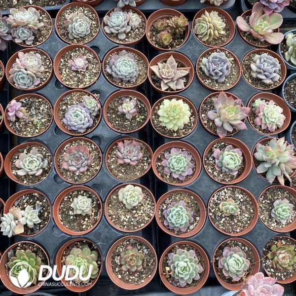 onsale89.jpeg Echeveria 72pcs Mixed Collocations - Image 1