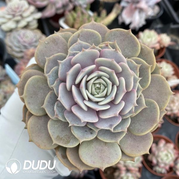 Echeveria Pink Butterfly - Image 1
