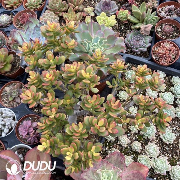 Crassula ovata Crosbys - Image 1