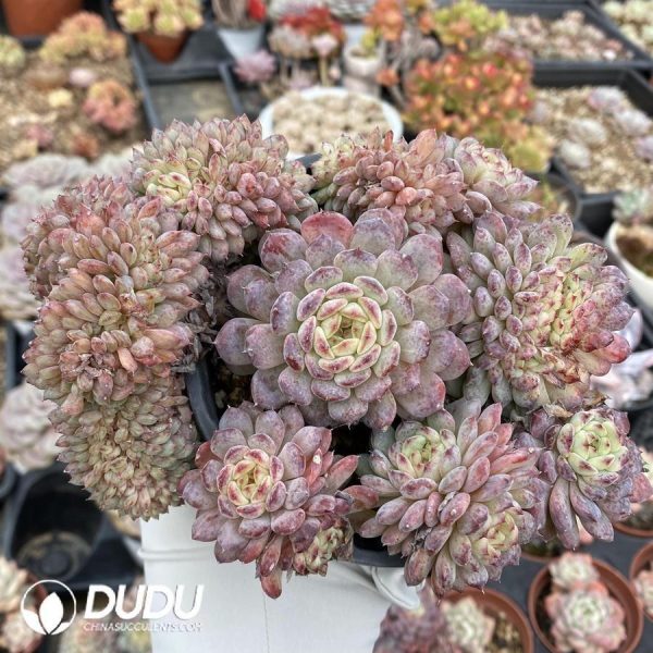 onsale92.jpeg Echeveria Hani Cristata - Image 1