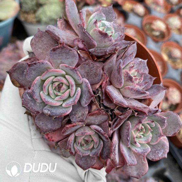 onsale94.jpeg Echeveria Laulensis - Image 1