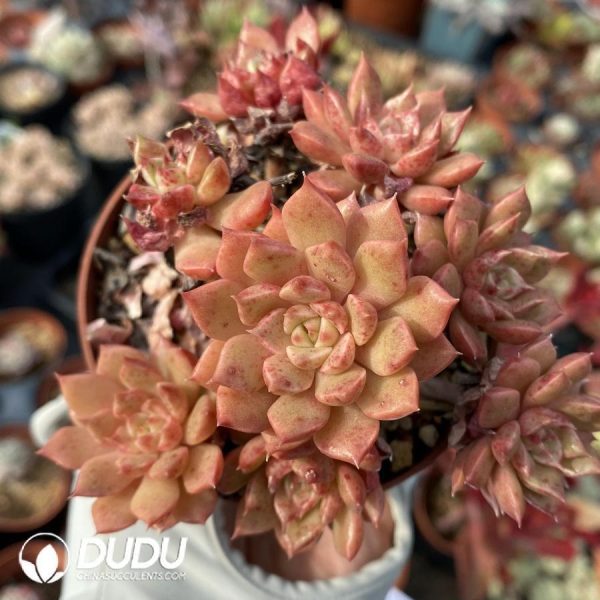 onsale95.jpeg Echeveria Olivia - Image 1
