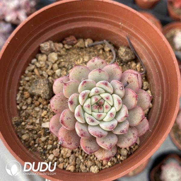 onsale98.jpeg Echeveria Minima - Image 1