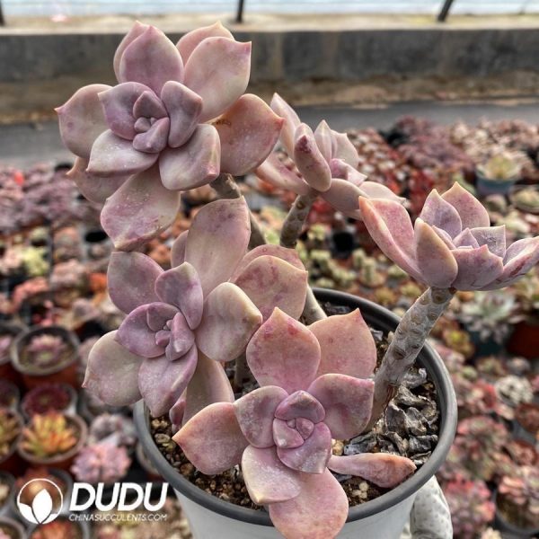 onsale99.jpeg Graptopetalum Purple Delight - Image 1