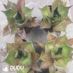 Agave Titanota King Arthur