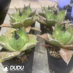 Agave Titanota King Arthur - Image 2