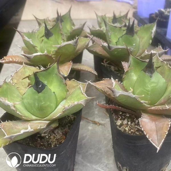Agave Titanota King Arthur - Image 2