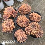 Echeveria Crystal Ball Clustering - Image 2