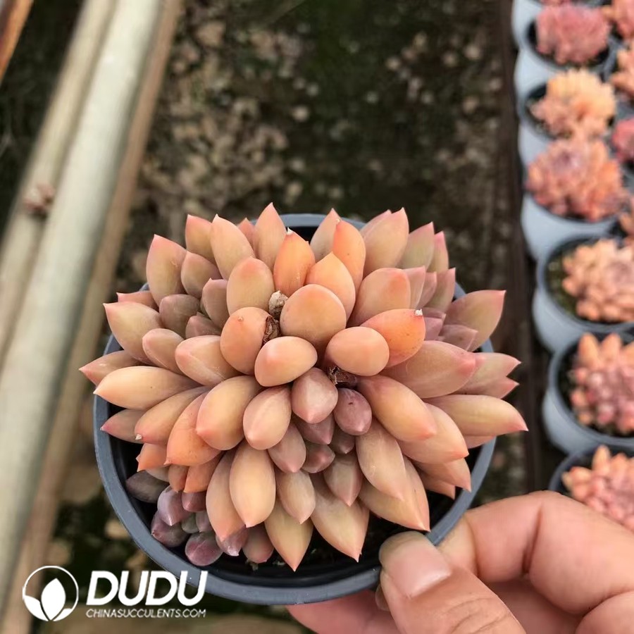 02875D90 Echeveria Crystal Ball Clustering - Image 1