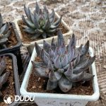 Echeveria Devil's Claw