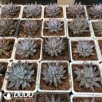 Echeveria Devil's Claw - Image 2