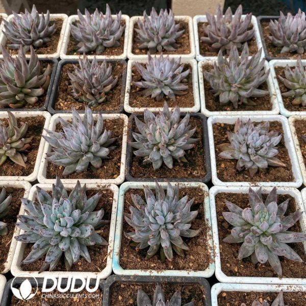 Echeveria Devil's Claw - Image 2