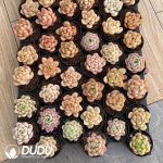 Echeveria 54pcs Random Hybrid Collocation