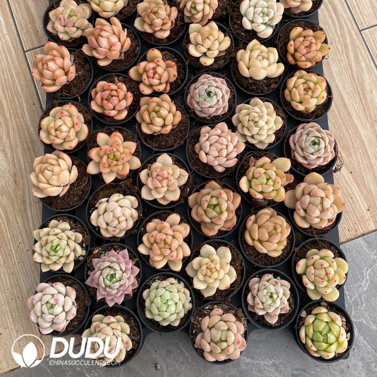 03472D55 (1) Echeveria 54pcs Random Hybrid Collocation - Image 1