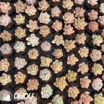Echeveria 54pcs Random Hybrid Collocation - Image 2