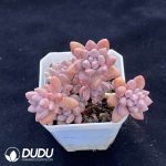 Pachyphytum Angel's Finger Clustering
