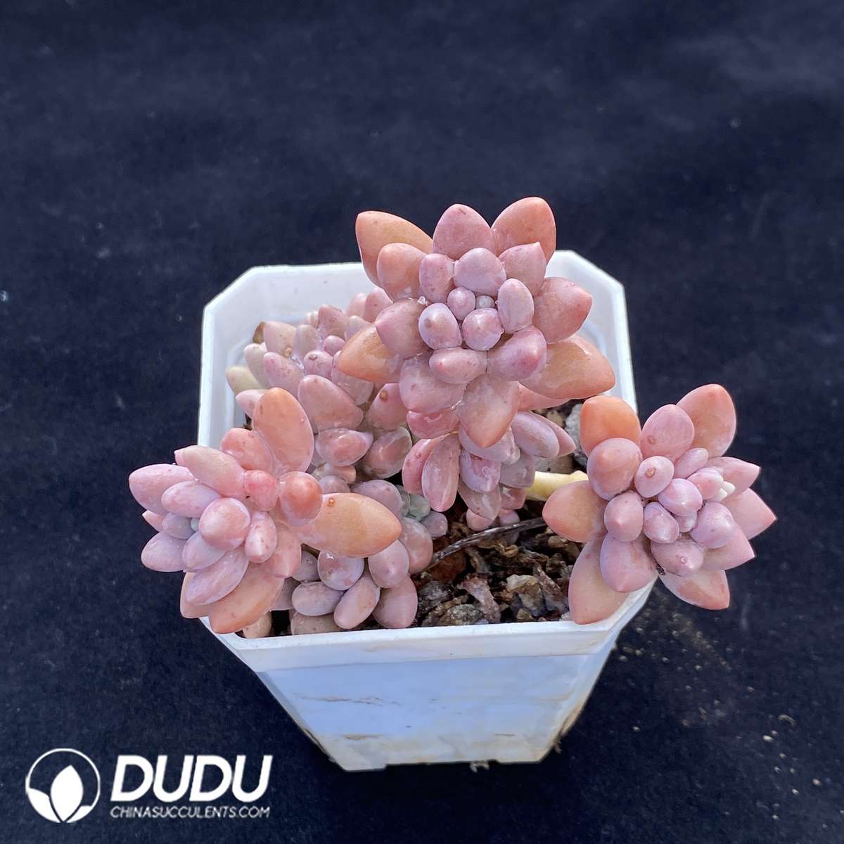 06772D90 (1) Pachyphytum Angel's Finger Clustering - Image 1