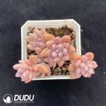 Pachyphytum Angel's Finger Clustering - Image 2