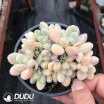 Pachyphytum Xiang Yu