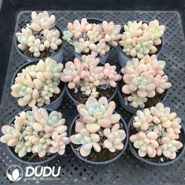 Pachyphytum Xiang Yu - Image 2