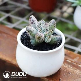 Adromischus (1)