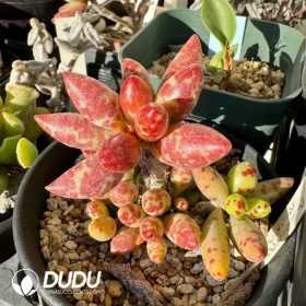 Adromischus (2)