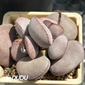 Adromischus (3)