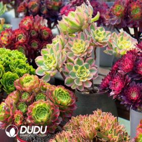 Aeonium (1)