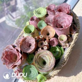 Aeonium (2)