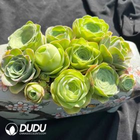 Aeonium (3)