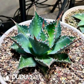 Agave (2)