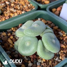 Conophytum (2)