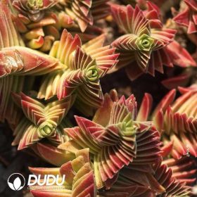 Crassula (1)