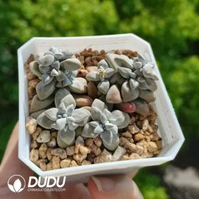 Crassula (2)