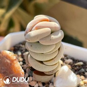 Crassula (3)