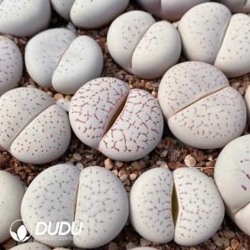 Dinteranthus Schwantes (1)