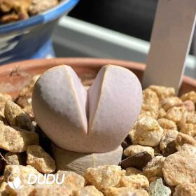 Dinteranthus Schwantes (2)