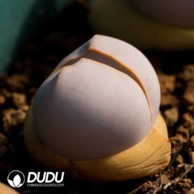 Dinteranthus Schwantes (3)