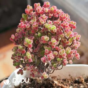 Drosanthemum Dicrocaulon (1)