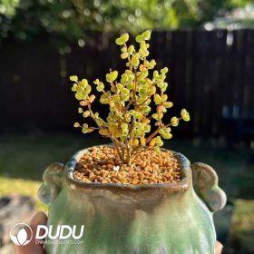 Drosanthemum Dicrocaulon (2)