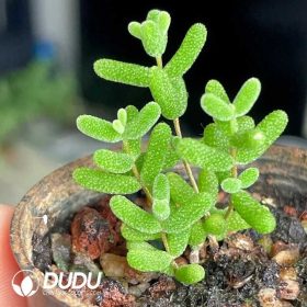 Drosanthemum Dicrocaulon (3)