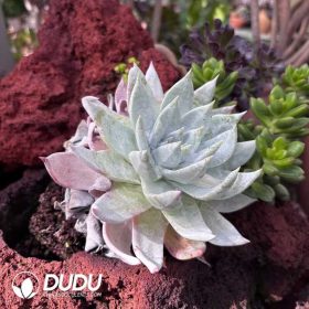 Dudleya (1)