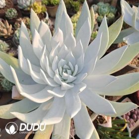 Dudleya (2)