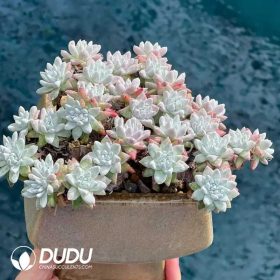 Dudleya (3)