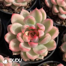 Echeveria (1)