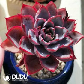 Echeveria (2)