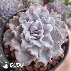 Echeveria (3)